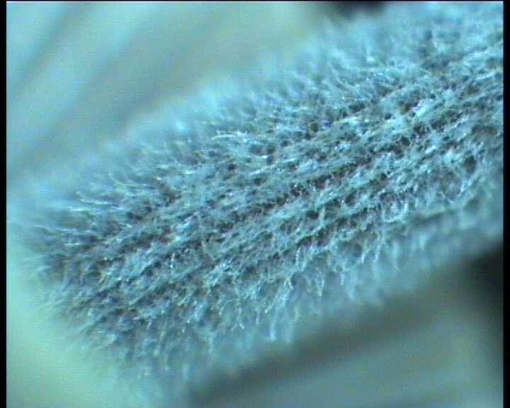 Mycena amicta   18.6.2004